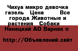 Чихуа микро девочка газель › Цена ­ 65 - Все города Животные и растения » Собаки   . Ненецкий АО,Варнек п.